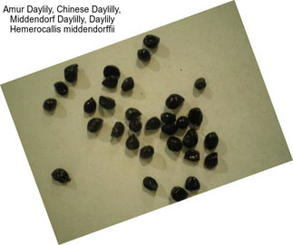 Amur Daylily, Chinese Daylilly, Middendorf Daylilly, Daylily Hemerocallis middendorffii