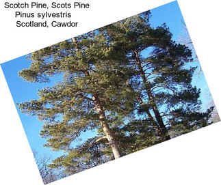 Scotch Pine, Scots Pine Pinus sylvestris    Scotland, Cawdor