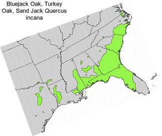 Bluejack Oak, Turkey Oak, Sand Jack Quercus incana