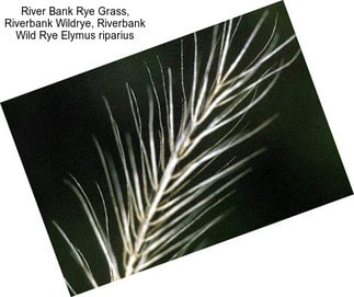 River Bank Rye Grass, Riverbank Wildrye, Riverbank Wild Rye Elymus riparius