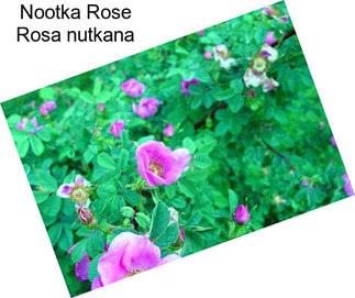 Nootka Rose Rosa nutkana