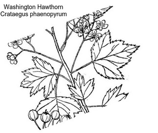 Washington Hawthorn Crataegus phaenopyrum