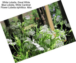 White Lobelia, Great White Blue Lobelia, White Cardinal Flower Lobelia siphilitica  Alba