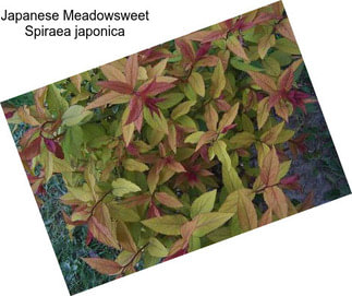 Japanese Meadowsweet Spiraea japonica