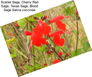 Scarlet Sage, Cherry Red Sage, Texas Sage, Blood Sage Salvia coccinea