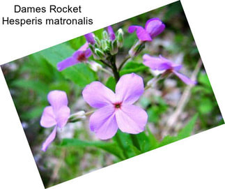 Dames Rocket Hesperis matronalis