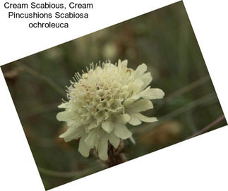 Cream Scabious, Cream Pincushions Scabiosa ochroleuca