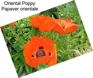 Oriental Poppy Papaver orientale