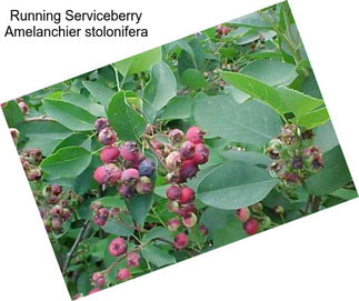 Running Serviceberry Amelanchier stolonifera