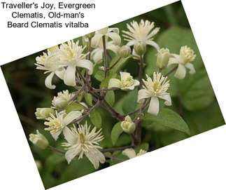 Traveller\'s Joy, Evergreen Clematis, Old-man\'s Beard Clematis vitalba