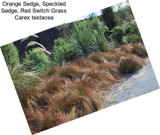Orange Sedge, Speckled Sedge, Red Switch Grass Carex testacea