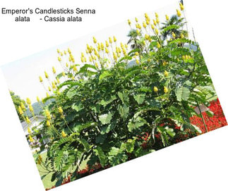 Emperor\'s Candlesticks Senna alata     - Cassia alata