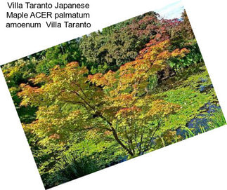 Villa Taranto Japanese Maple ACER palmatum amoenum  Villa Taranto