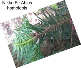 Nikko Fir Abies homolepis