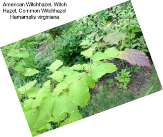 American Witchhazel, Witch Hazel, Common Witchhazel Hamamelis virginiana