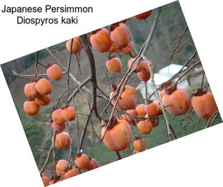 Japanese Persimmon Diospyros kaki