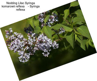 Nodding Lilac Syringa komarowii reflexa    - Syringa reflexa