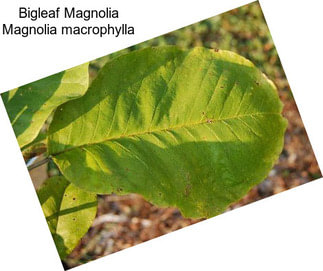 Bigleaf Magnolia Magnolia macrophylla