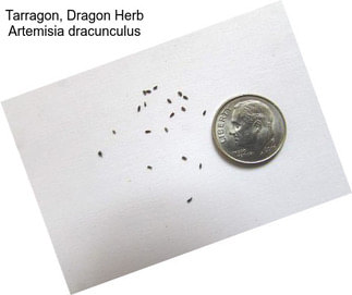 Tarragon, Dragon Herb Artemisia dracunculus