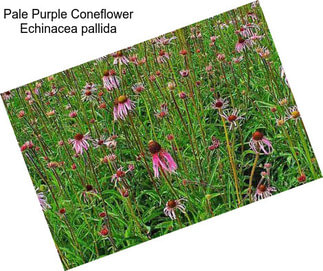 Pale Purple Coneflower Echinacea pallida