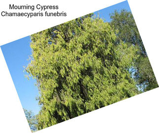 Mourning Cypress Chamaecyparis funebris