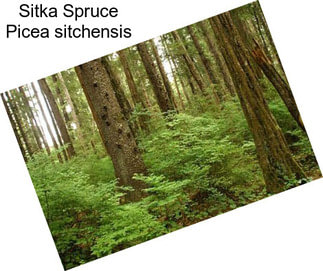 Sitka Spruce Picea sitchensis