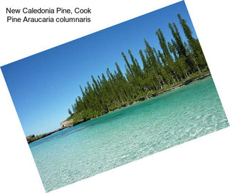 New Caledonia Pine, Cook Pine Araucaria columnaris