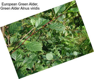 European Green Alder, Green Alder Alnus viridis