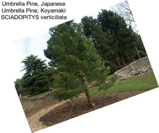 Umbrella Pine, Japanese Umbrella Pine, Koyamaki SCIADOPITYS verticillata