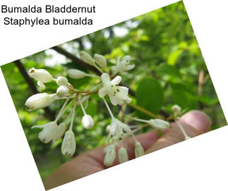 Bumalda Bladdernut Staphylea bumalda