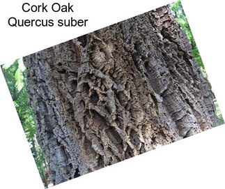 Cork Oak Quercus suber