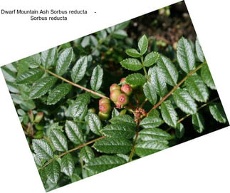 Dwarf Mountain Ash Sorbus reducta     - Sorbus reducta