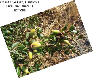 Coast Live Oak, California Live Oak Quercus agrifolia