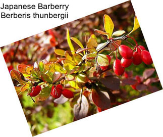 Japanese Barberry Berberis thunbergii