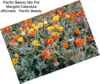 Pacific Beauty Mix Pot Marigold Calendula officinalis   Pacific Beauty