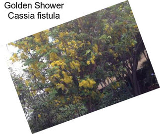 Golden Shower Cassia fistula