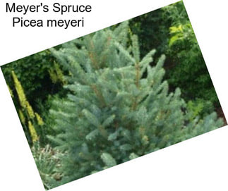 Meyer\'s Spruce Picea meyeri