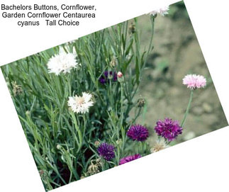 Bachelors Buttons, Cornflower, Garden Cornflower Centaurea cyanus   Tall Choice