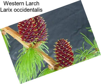 Western Larch Larix occidentalis