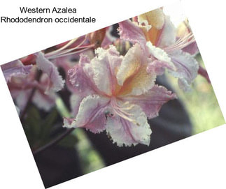 Western Azalea Rhododendron occidentale