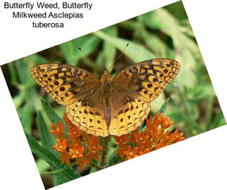 Butterfly Weed, Butterfly Milkweed Asclepias tuberosa