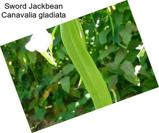 Sword Jackbean Canavalia gladiata