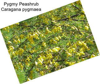 Pygmy Peashrub Caragana pygmaea