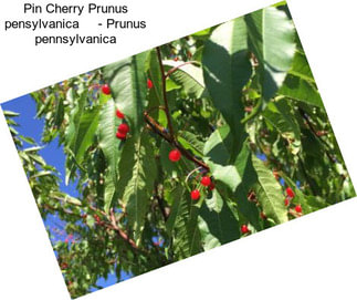 Pin Cherry Prunus pensylvanica     - Prunus pennsylvanica