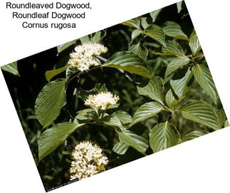 Roundleaved Dogwood, Roundleaf Dogwood Cornus rugosa