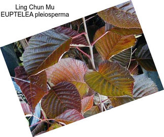 Ling Chun Mu EUPTELEA pleiosperma