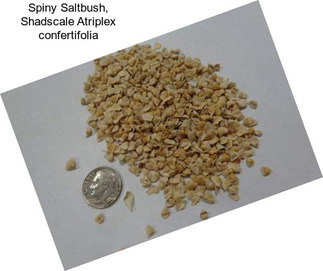 Spiny Saltbush, Shadscale Atriplex confertifolia