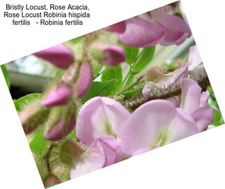 Bristly Locust, Rose Acacia, Rose Locust Robinia hispida  fertilis   - Robinia fertilis