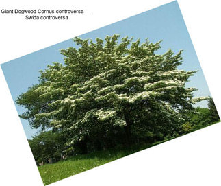 Giant Dogwood Cornus controversa     - Swida controversa