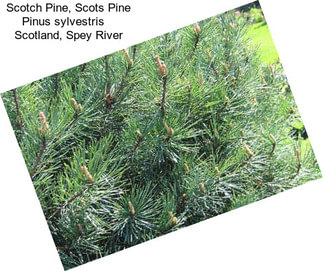 Scotch Pine, Scots Pine Pinus sylvestris    Scotland, Spey River